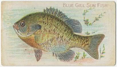 53 Blue Gill Sun Fish